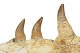 Mosasaur Jaw Section with Six Teeth - Morocco #195782-6